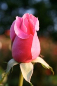 BEWITCHED (hybrid tea)